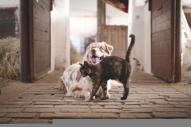 A Trained Dog Equals A Happy Owner