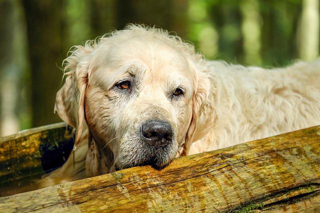 Canine Training Is Possible