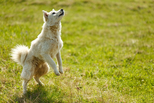 How To Train Your Dog And Have Fun Doing It