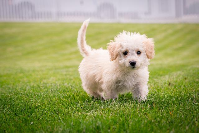 How To Train Your New Puppy The Right Way