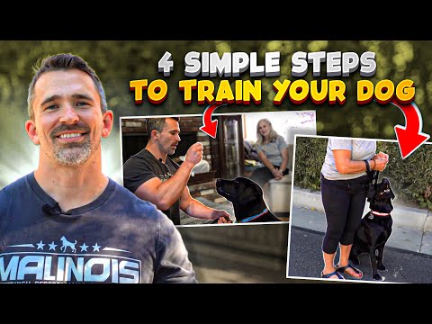 Learn These Four EASY Steps to Train Your Dog!