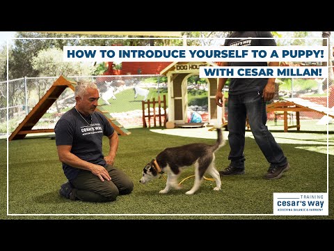 How To Introduce Yourself to a PUPPY! (Puppy Training Tips)