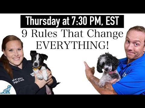 These 9 Rules Will Make Your Dog Training BETTER!