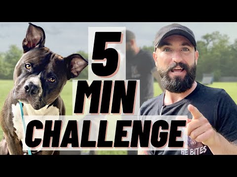 THE MOST BASIC TRAINING SESSION YOU CAN DO! THIS DOG’S FIRST TIME!