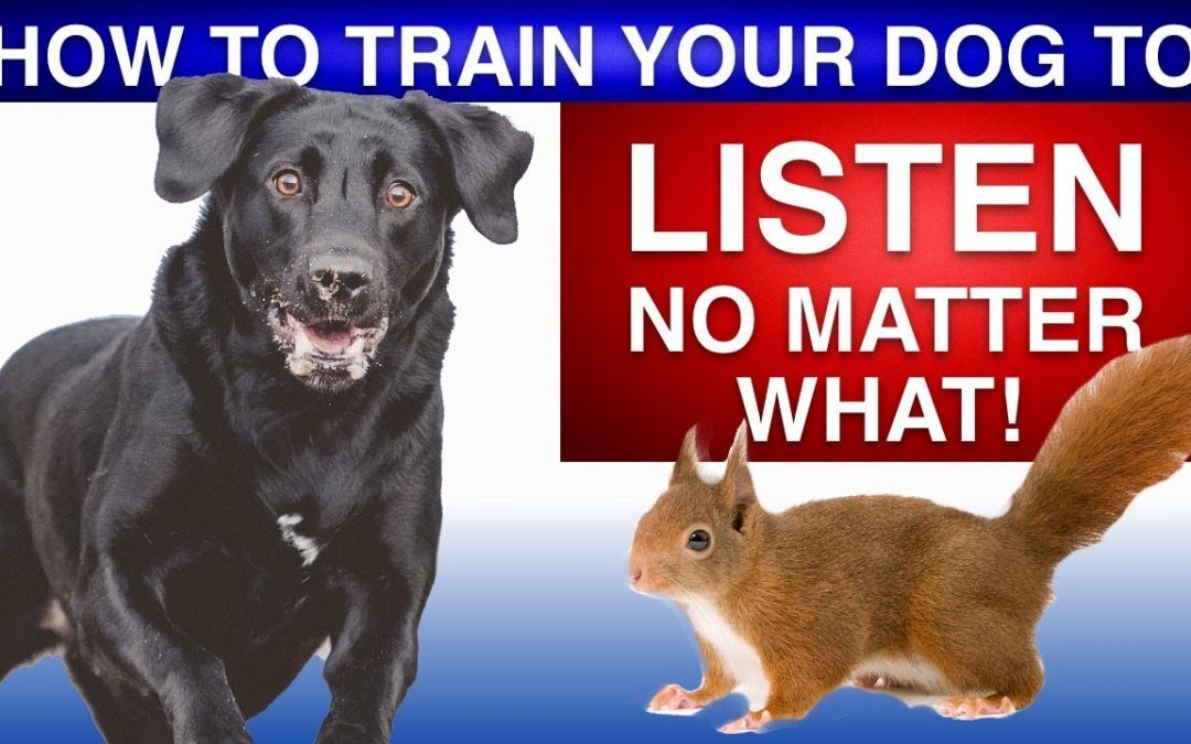 How To Train Your Dog To Listen No Matter What!