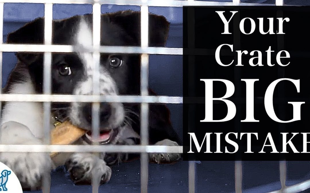 The BIGGEST Mistake People Make With Crate Training A Puppy