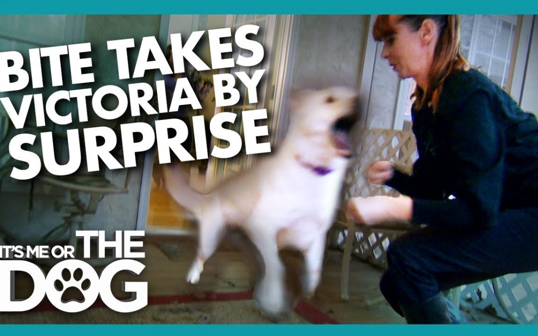 Surprise Attack During Training Shocks Victoria | It’s Me or the Dog