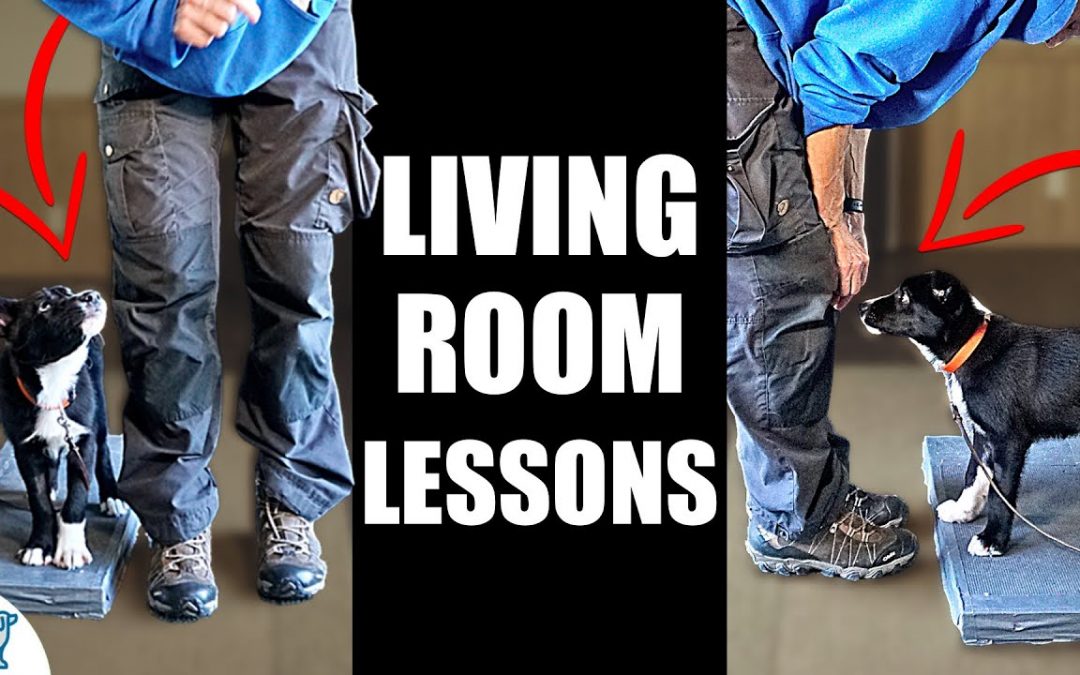 5 Puppy Training Exercises You Should Do EVERY DAY At Home! – Living Room Lessons