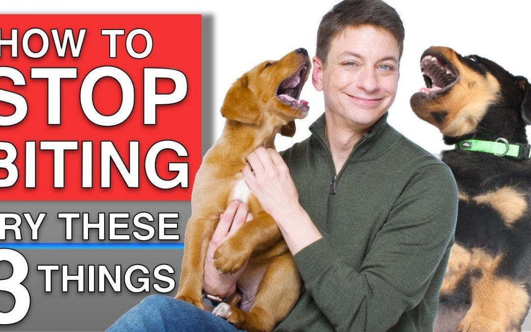 How To Train Your Puppy to STOP BITING You! 3 Things That WILL Work!