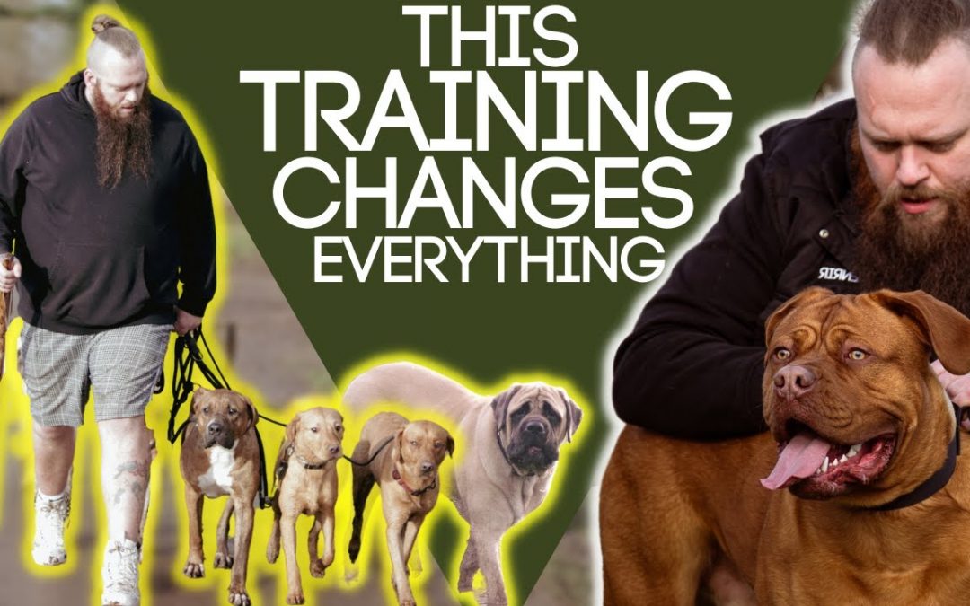 Dog Training Tips That Guarantee Success
