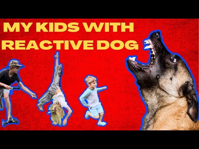 My step-by-step process for introducing my kids to a reactive dog.