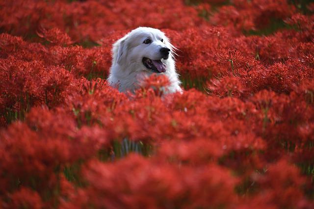 The Basics Of Potty Training Your New Dog