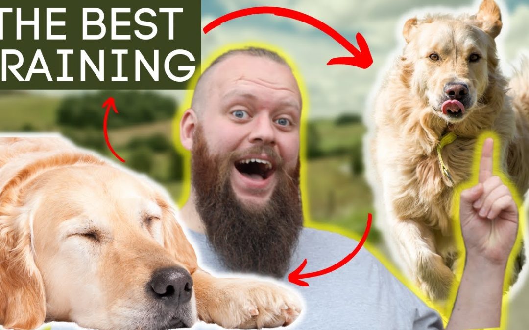 Dog Training That Will Tire Out Your Dog In Seconds