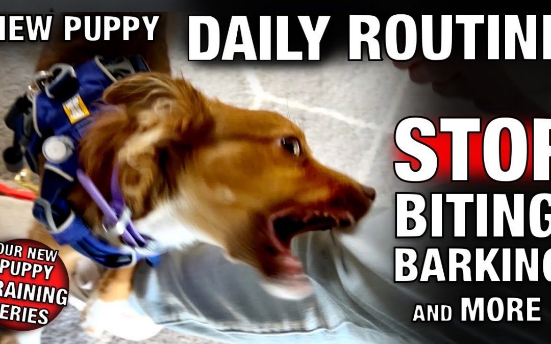 STOP Puppy Biting, Barking and more! Our NEW PUPPY Daily Training Guide!