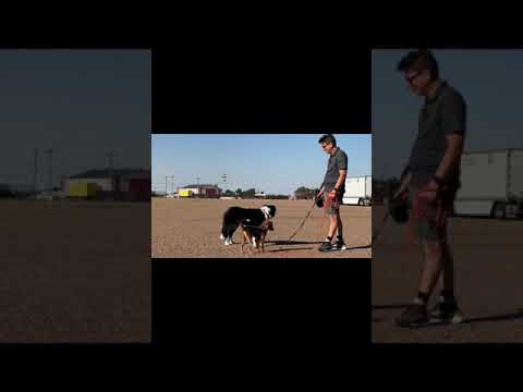 How to train your dog 5 seconds at a time! #dogtraining #puppytraining #dogtrainingtips #shorts