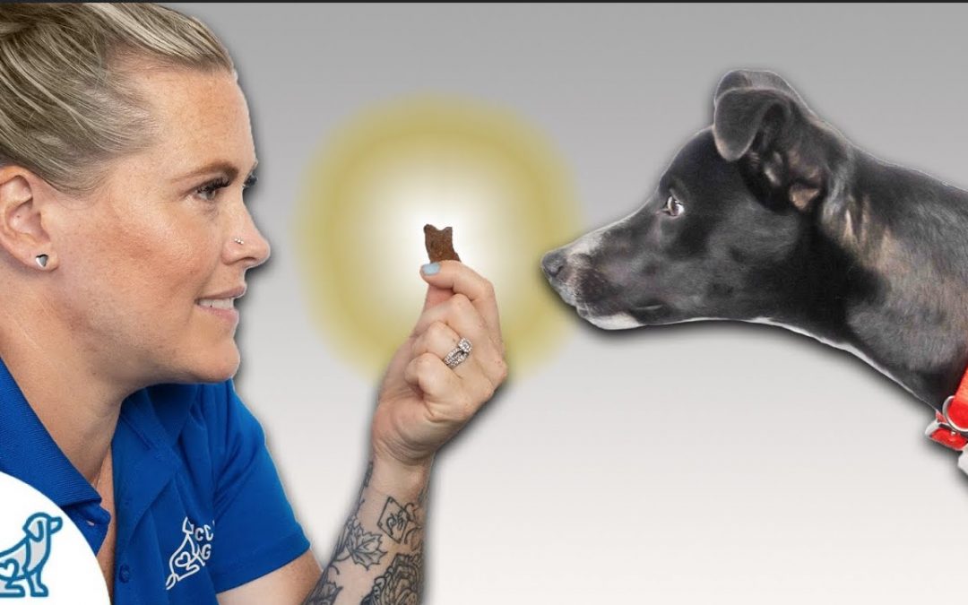 Before Using Treats In Your Dog Training… KNOW THIS!