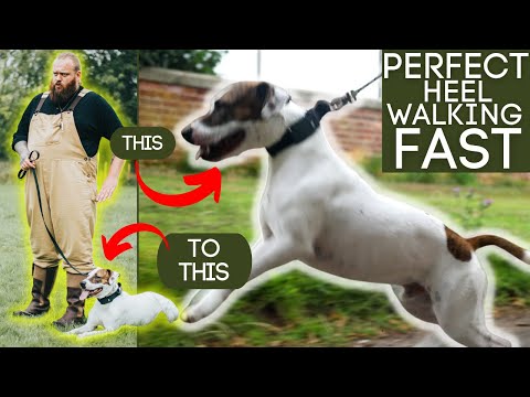 How To Train Dogs To Walk To Heel