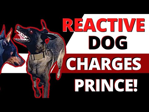 Drastic improvement in only 1 session – Learn how to socialize your reactive dog.