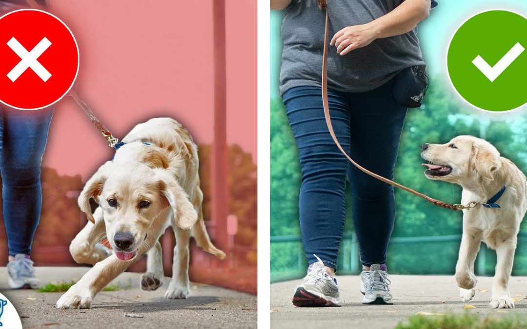 STOP Your Dog From Pulling On Leash With This STRANGE Game