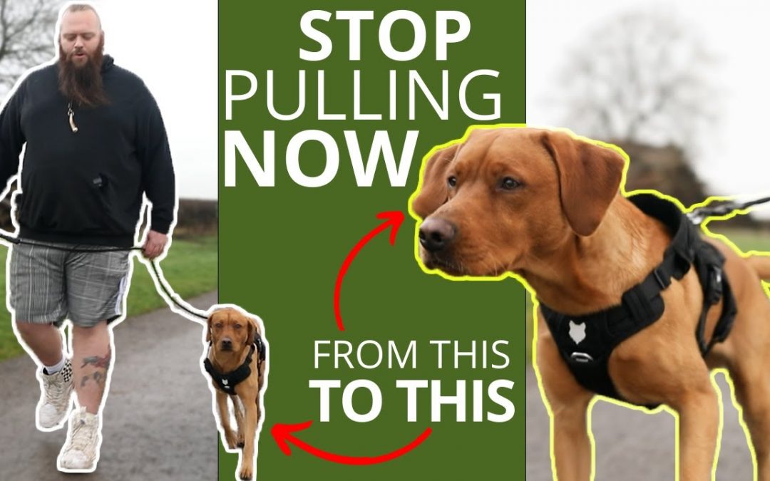 Best Trick To Stop Your Dog Pulling On The Leash