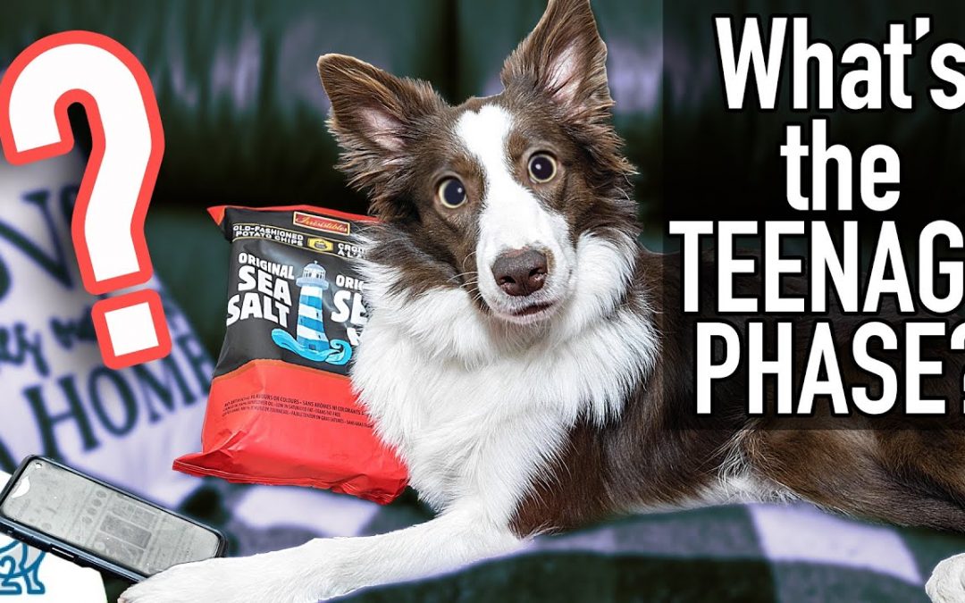 The Unpopular Truth About Your Puppy’s “Teenage Phase”