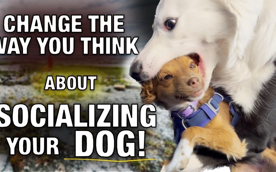 Dog Socialization ￼is Different Than You Think￼