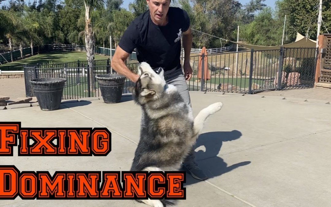 Watch me battle a dominant Alaska Malamute