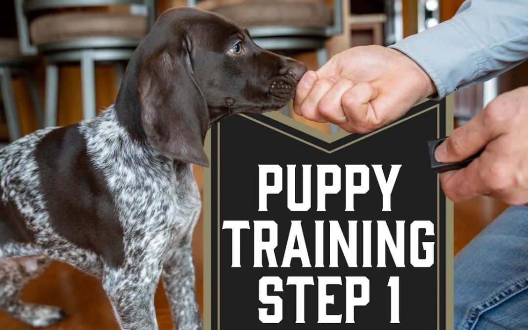 First Step To Training A Puppy