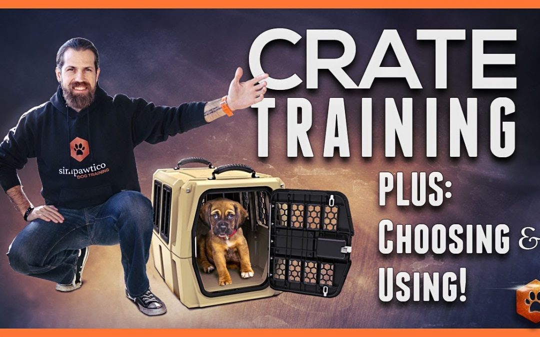 Crate Training Definitive Guide – Why and How to do it