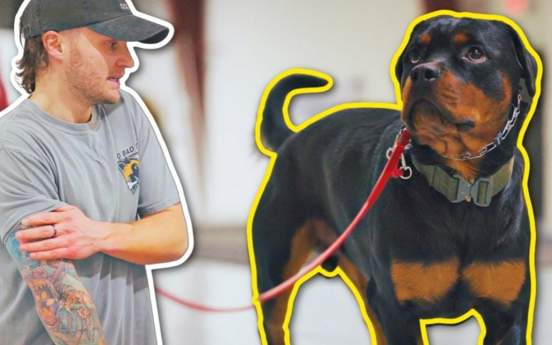 CAN I TRAIN THIS POWERFUL STUBBORN ROTTWEILER?!