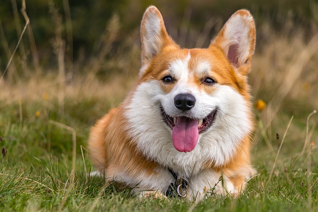 Best Way To Train Your Dog Effectively