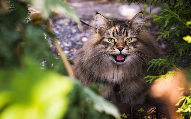 Ensure A Happy And Healthy Kitty With These Top Cat Care Tips