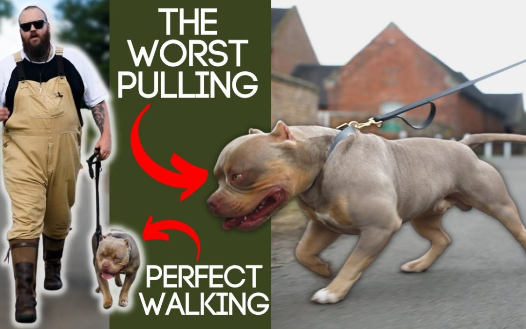 Best Tip To Stop Your Dog Pulling On The Leash