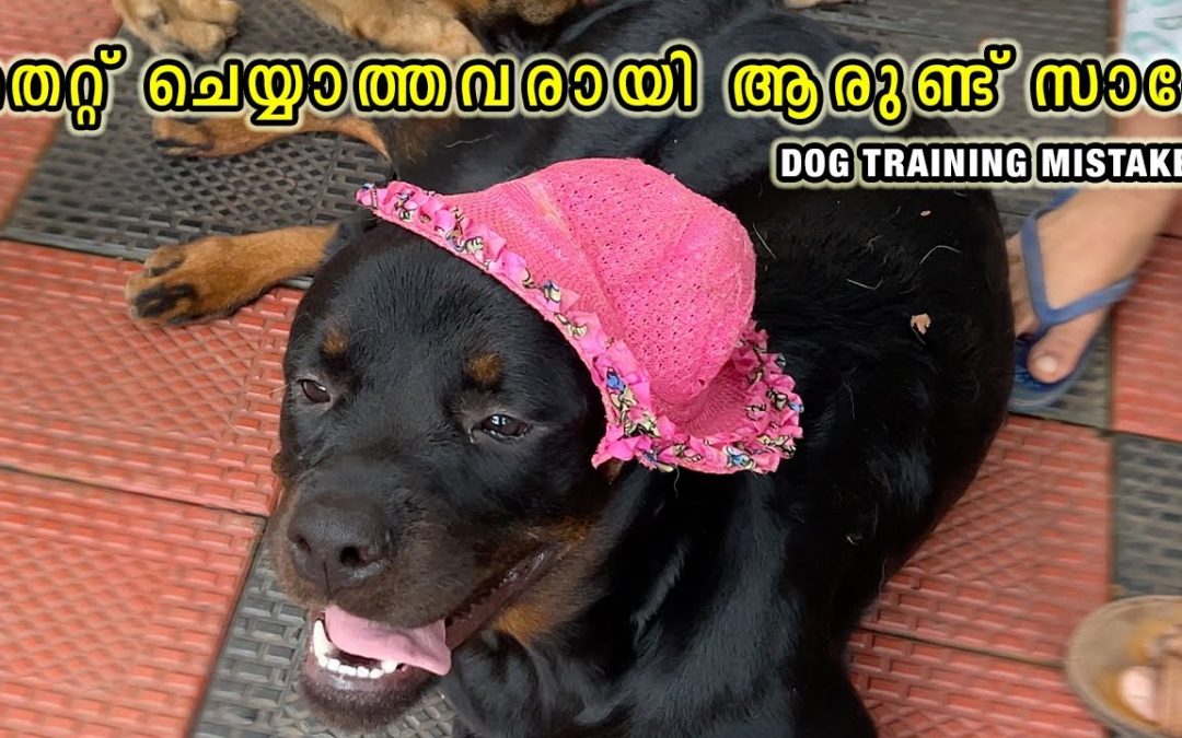 🧐തെറ്റ് ചെയ്യാത്തവരായി ആരുണ്ട് സാറേ ? Dog training mistakes : Commands, body language and Confusions