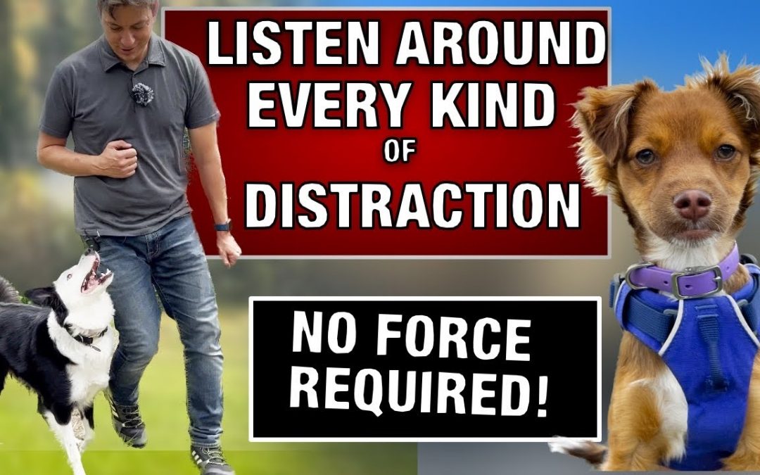 How I Train ANY Dog to RESIST EVERY DISTRACTION!