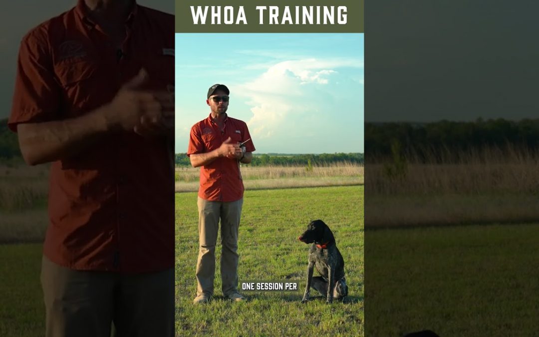 Training a Well-Balanced Dog