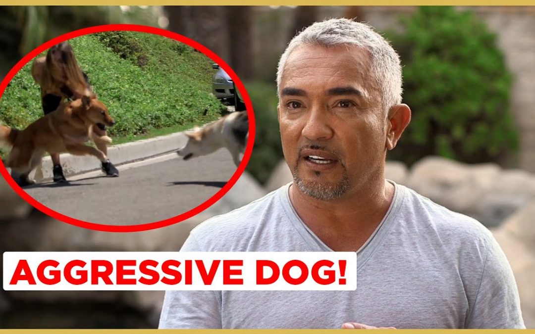 Can I help this AGGRESSIVE Dog ? (Cesar911 Shorts)