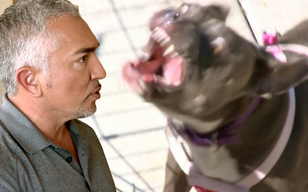 Cesar Millan Faces a Pitbull Terrorizing a Neighborhood | Cesar 911