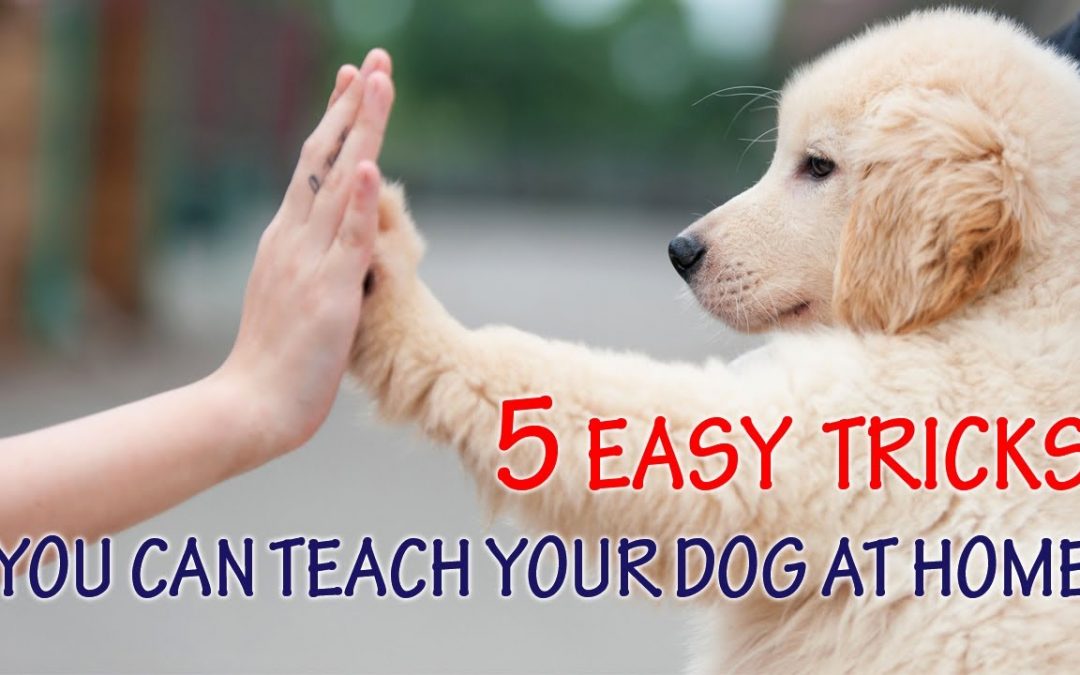 5 Easy Tricks You Can Teach Your Dog at Home