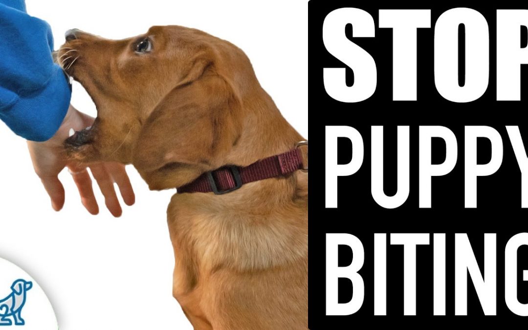 🛑 STOP Puppy Biting Fast! Everything You NEED To Know