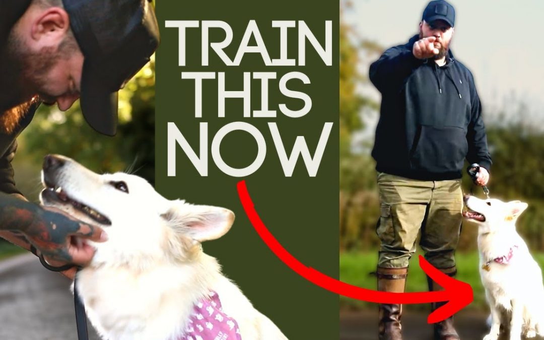 Dog Training Essentials You Should Do EVERY DAY