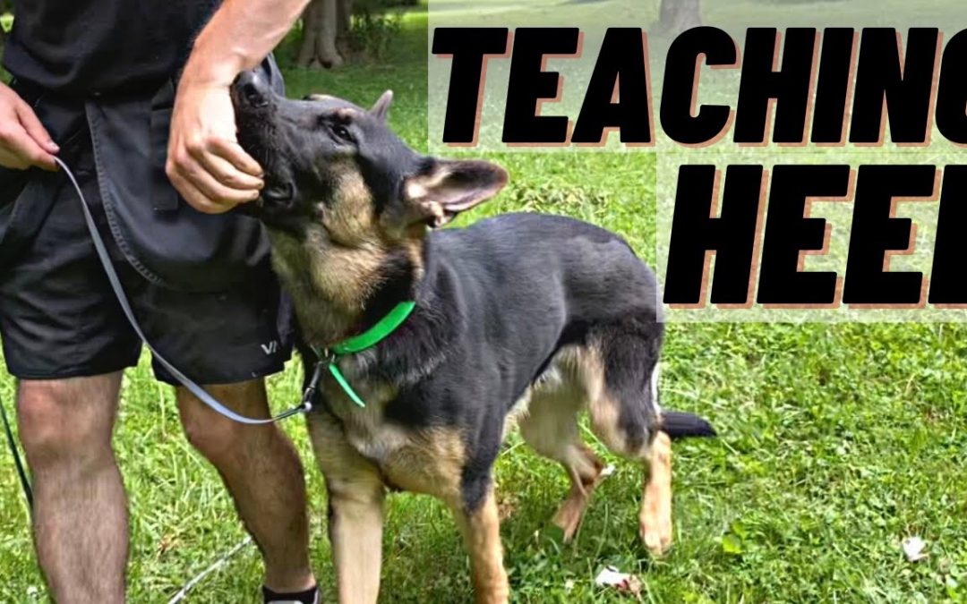 HOW TO Train Your Dog To HEEL! FIRST STEPS!