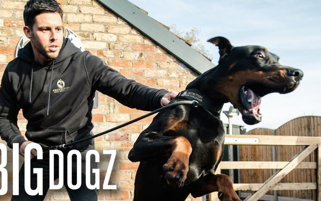 Intruders Beware! The World’s Toughest Guard Dogs | BIG DOGZ