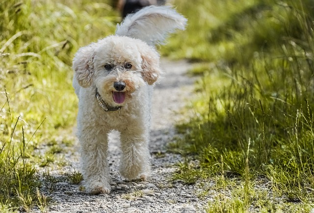 Train Your Pooch By Following This Advice.