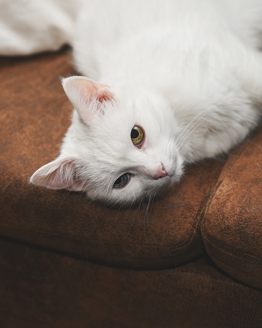 Cat-Care Tips For Ensuring Your Furry Companion Is Happy