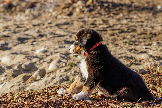 Dog Training Can Be Fun And Rewarding