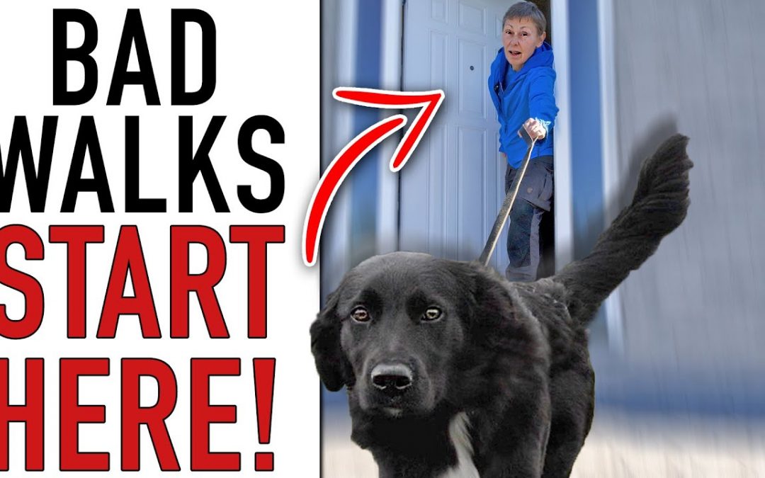 This One Step Will COMPLETELY Change Your Leash Walking Training