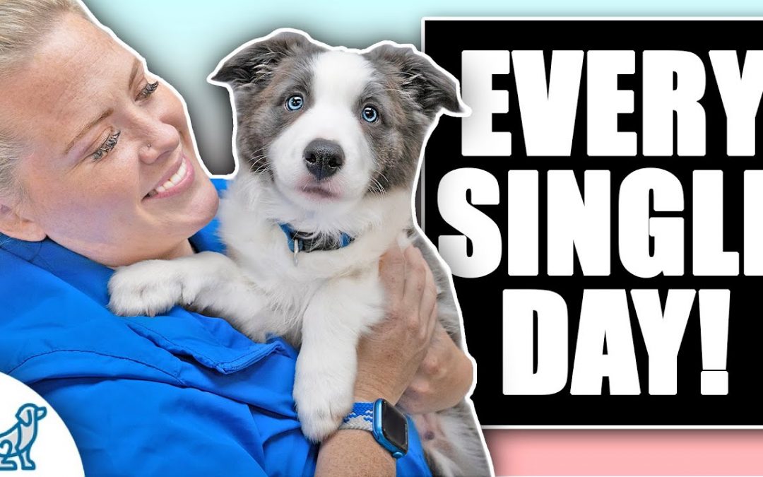 Do You Have A HYPER Puppy? You Need To Do THIS!