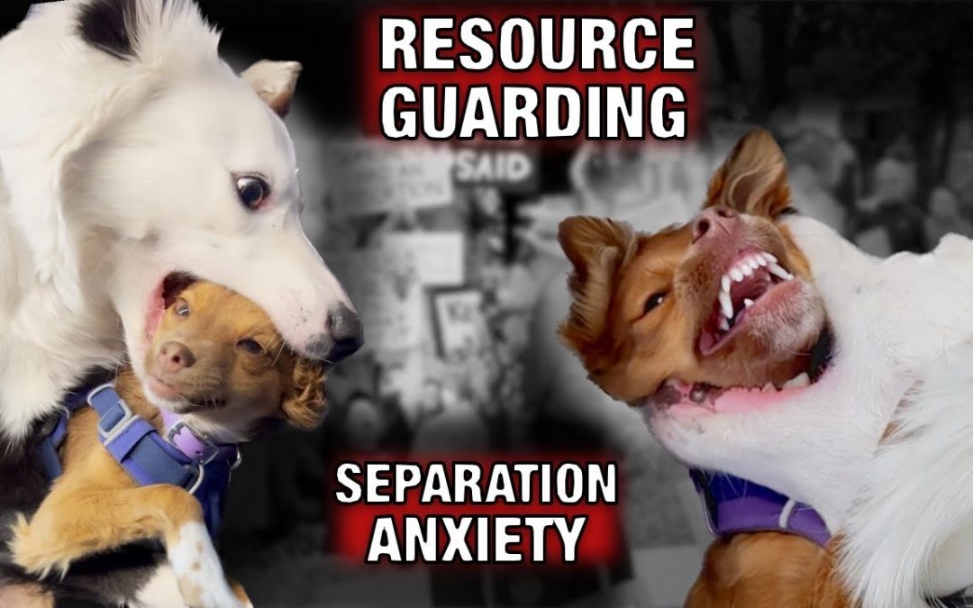 How I’m Keeping Our Dog from Killing our Puppy! (resource guarding, separation anxiety and…)￼