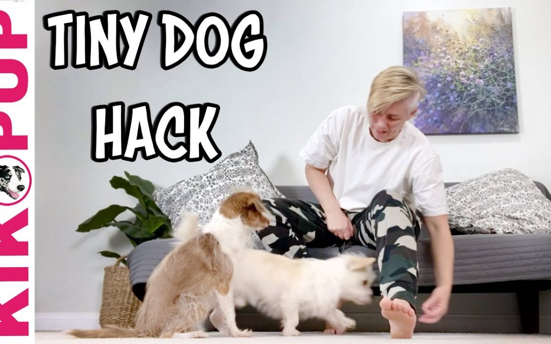 Tiny Dog Training Hack – for dog tricks